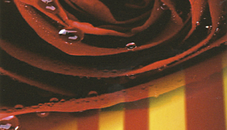 rosa-senyera.pg